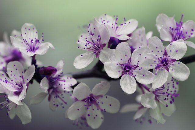 Purple flowers from Suttons