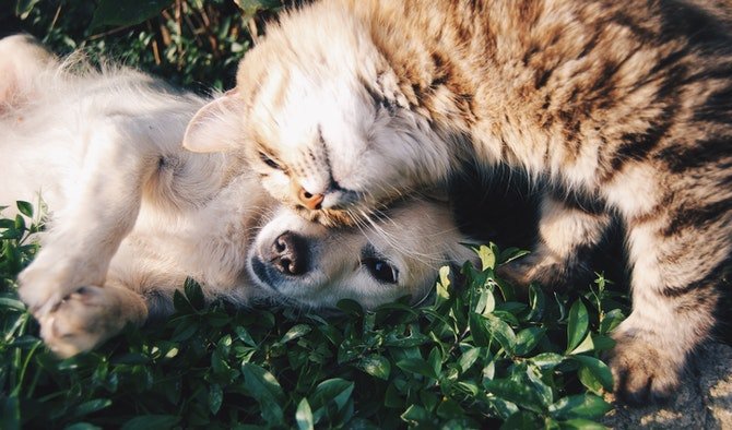 Cat and dog in blanket