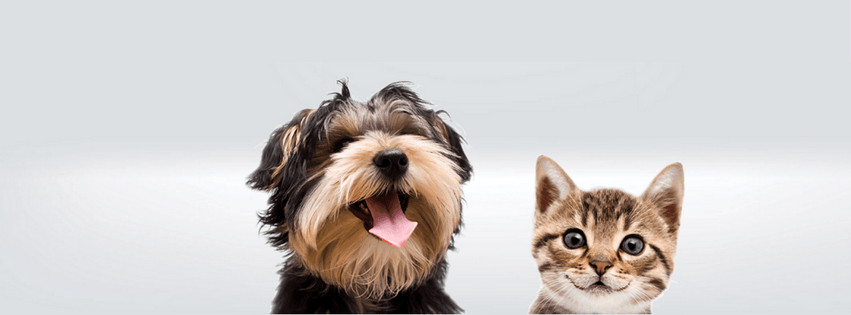 happy dog and kitten