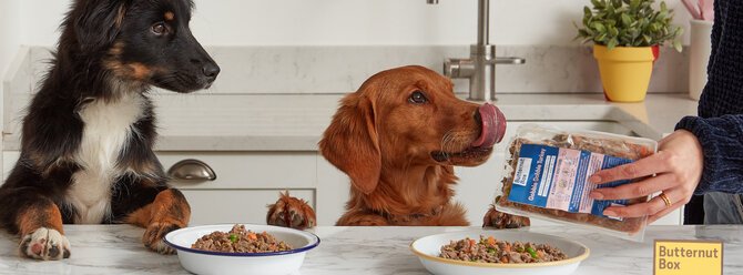 Dogs getting ready to eat