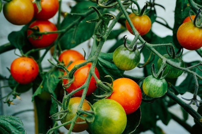 dobies fresh grown tomatoes