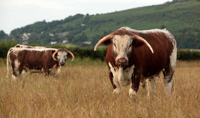 Farmisons cow farm