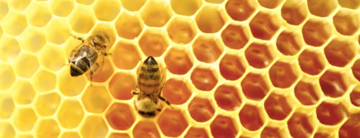Bees harvesting honey in a nest