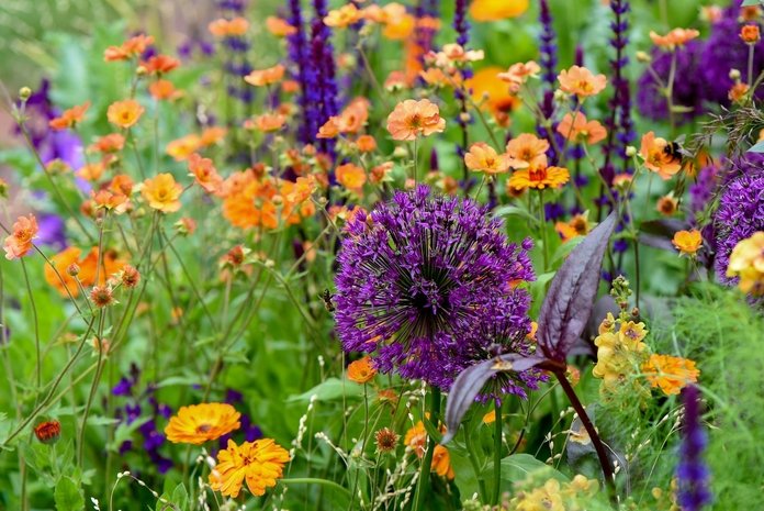 thompson and morgan flower bed